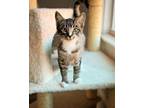 Adopt Freya a Domestic Short Hair
