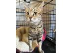 Adopt Jewels a Domestic Short Hair