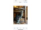 Adopt Marie a Domestic Medium Hair