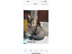 Adopt Monica a Domestic Medium Hair
