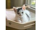 Adopt Gallbladder a Domestic Short Hair