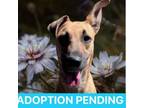 Adopt Joy a Labrador Retriever, Mixed Breed