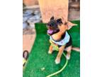 Adopt Ruby a German Shepherd Dog