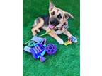 Adopt Sherbet a German Shepherd Dog