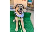Adopt Black bear a German Shepherd Dog, Husky