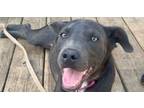 Adopt Taylor a Labrador Retriever, Weimaraner