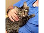 Adopt Olympia a American Shorthair