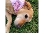 Adopt Eleanor a Labrador Retriever
