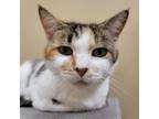 Adopt Lotus a American Shorthair