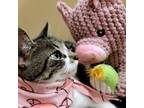 Adopt Winona a American Shorthair