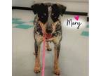 Adopt Mary Marie a Australian Cattle Dog / Blue Heeler, Labrador Retriever