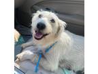 Adopt Pixie a Terrier, West Highland White Terrier / Westie