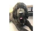 Adopt Savannah a Newfoundland Dog