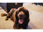 Adopt Layla a Newfoundland Dog
