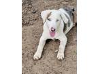 Adopt Yalena- (K&K's) a Australian Shepherd, Shetland Sheepdog / Sheltie