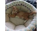 Adopt Jasmine a American Shorthair