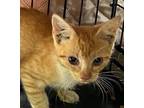 Adopt Cannoli - Honey kitten 1 a Domestic Short Hair