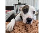 Adopt Nellie a Mixed Breed