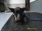 Adopt Bailey a Australian Cattle Dog / Blue Heeler