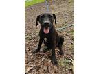 Adopt Karma a Labrador Retriever, Australian Cattle Dog / Blue Heeler