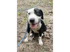 Adopt Dragon a American Staffordshire Terrier, Australian Cattle Dog / Blue