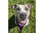 Adopt Cornbread a Pit Bull Terrier, Mixed Breed