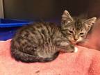 Adopt MoJo a Domestic Short Hair