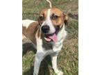 Adopt Chester a Labrador Retriever, Beagle
