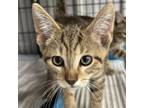 Adopt Tucker a Domestic Short Hair