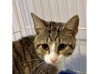 Adopt Taco a Domestic Short Hair
