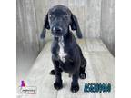 Adopt Pogo a German Shorthaired Pointer, Bluetick Coonhound