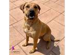 Adopt Loki a Black Mouth Cur, Mixed Breed