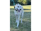 Adopt Phoebe a Greyhound