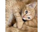 Adopt Indra_3 a Domestic Short Hair