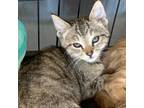 Adopt Islet_5 a Domestic Short Hair