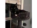 Adopt Pierce a Domestic Long Hair