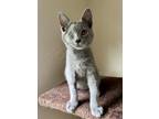 Adopt Greebo a Domestic Short Hair