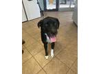 Adopt Gadget a Labrador Retriever