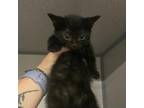 Adopt Henry a Domestic Short Hair