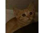 Adopt Blaze a Domestic Short Hair