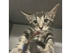 Adopt Arthur a Domestic Short Hair