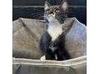 Adopt Lentil a Domestic Medium Hair