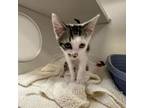 Adopt Larry a Domestic Short Hair