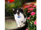 Adopt ALEX R a Domestic Short Hair
