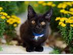 Adopt COLE a Domestic Short Hair
