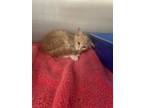 Adopt LU a Domestic Short Hair