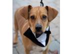 Adopt Rusty IN NJ !!! a Beagle