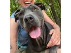 Adopt Rockie a Labrador Retriever, Shar-Pei