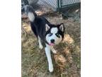 Adopt Loki a Husky