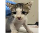Adopt sean a Domestic Short Hair